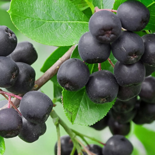 Black Chokeberry (Aronia)