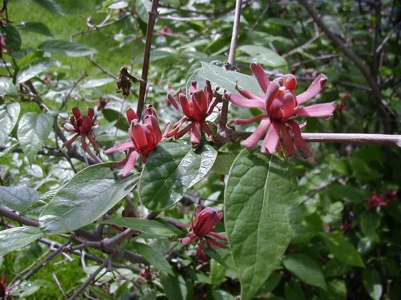 Carolina Allspice