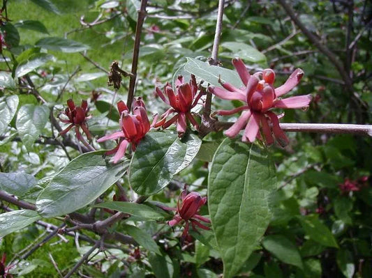 Carolina Allspice