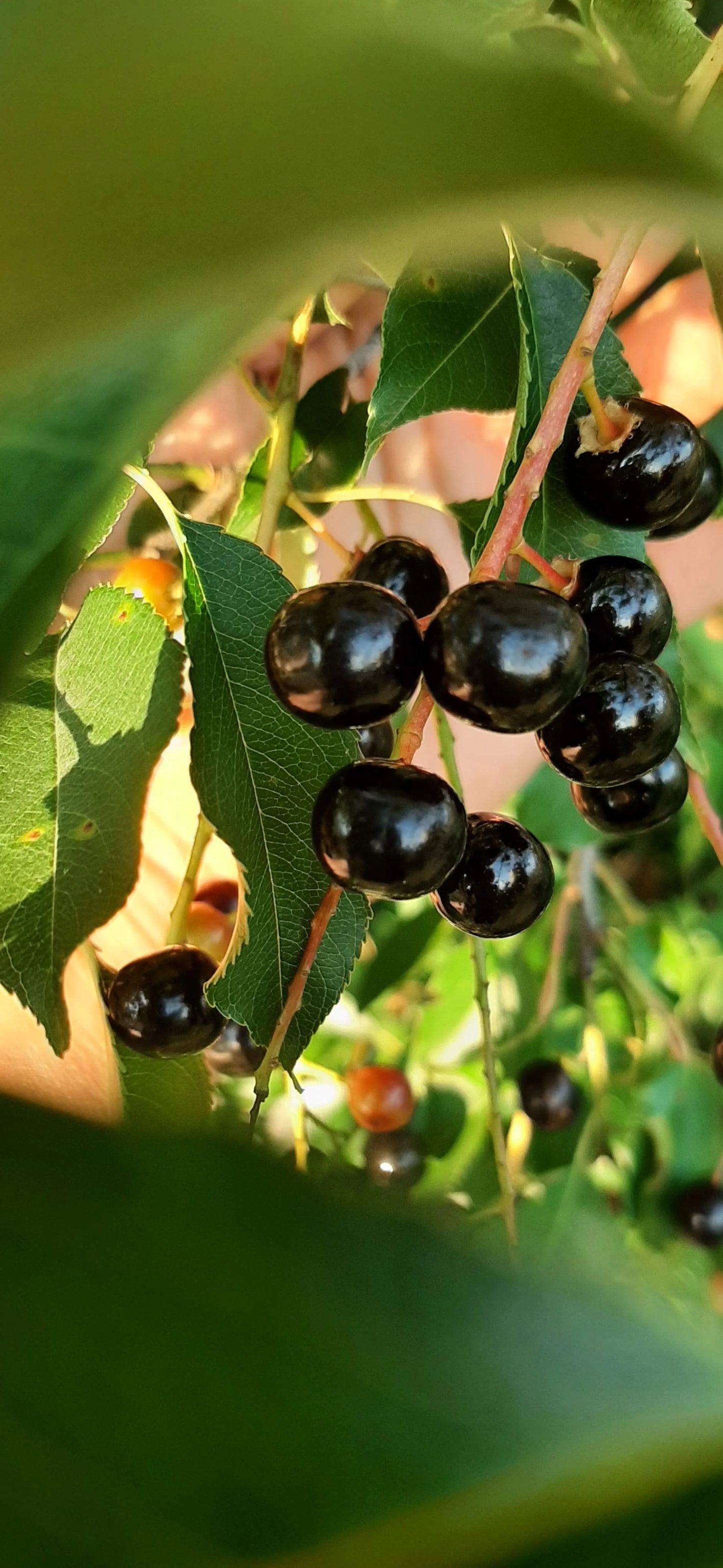 Titania Black Currant