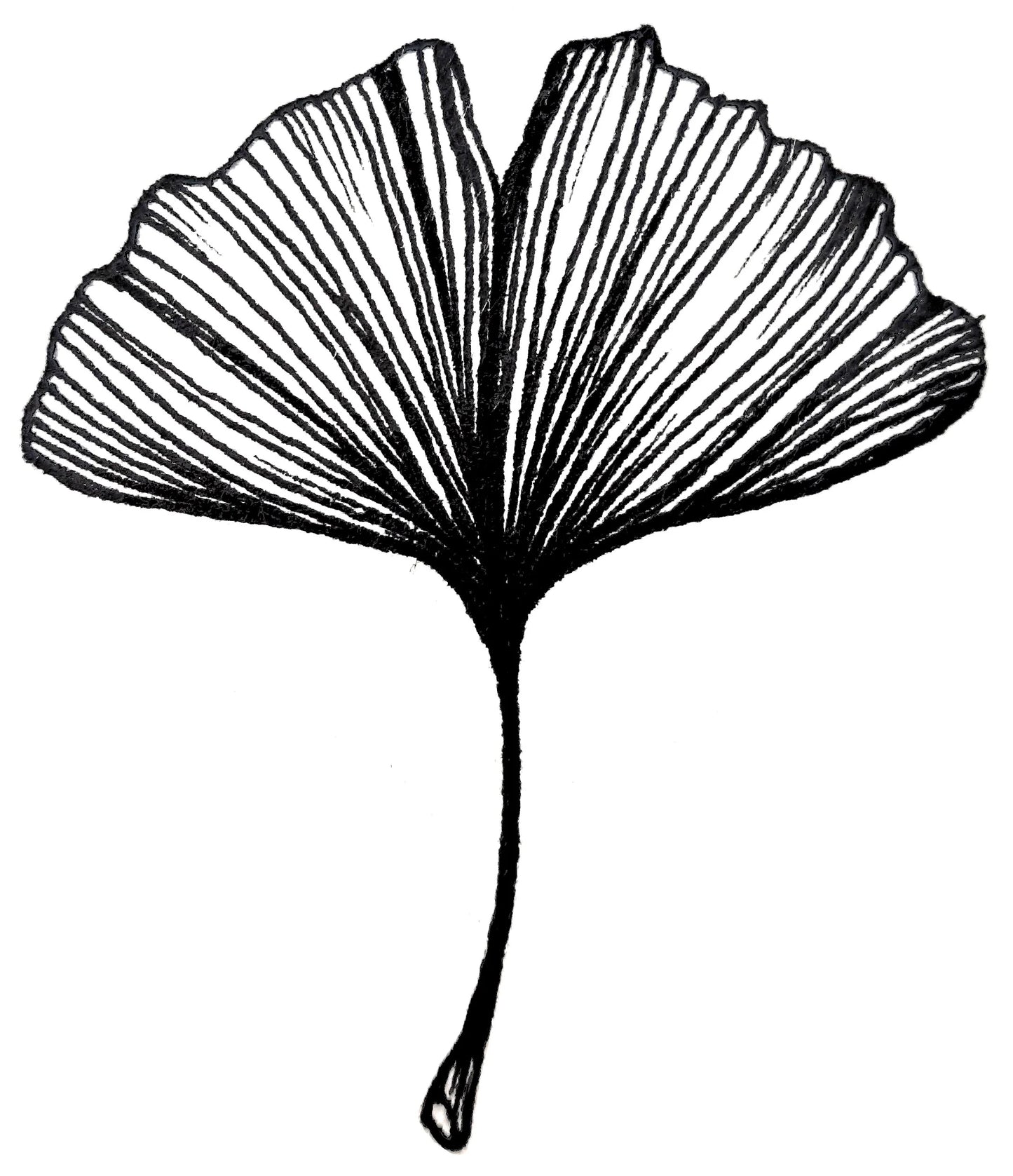 Ginkgo Maidenhair Tree