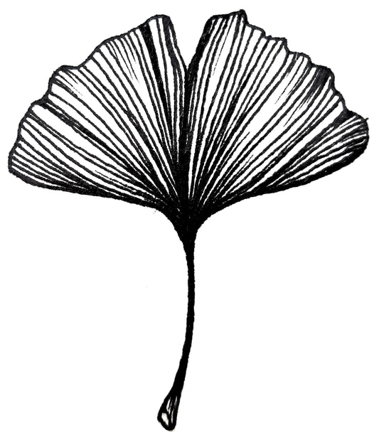 Ginkgo Maidenhair Tree