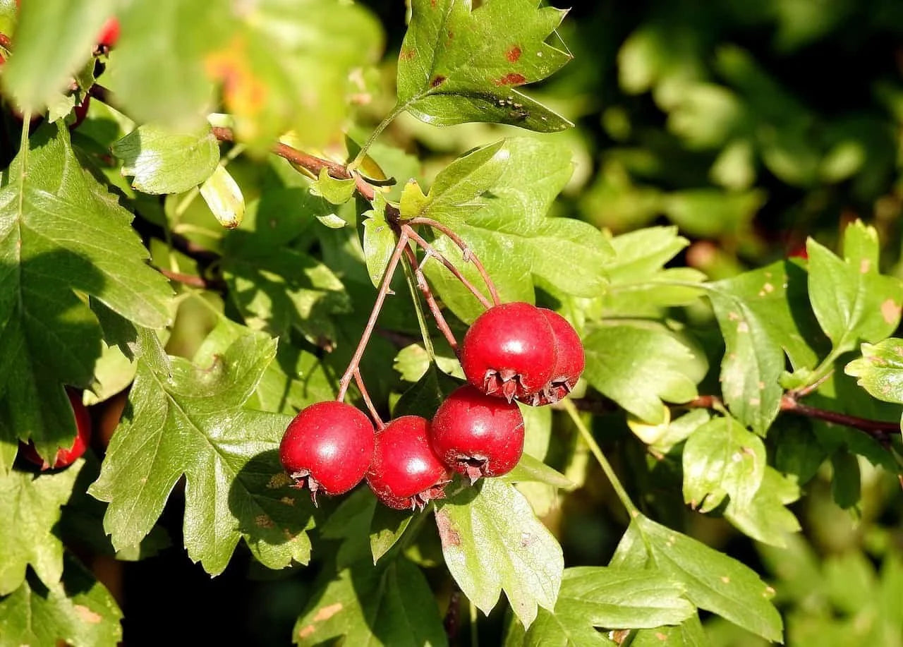 Washington Hawthorn