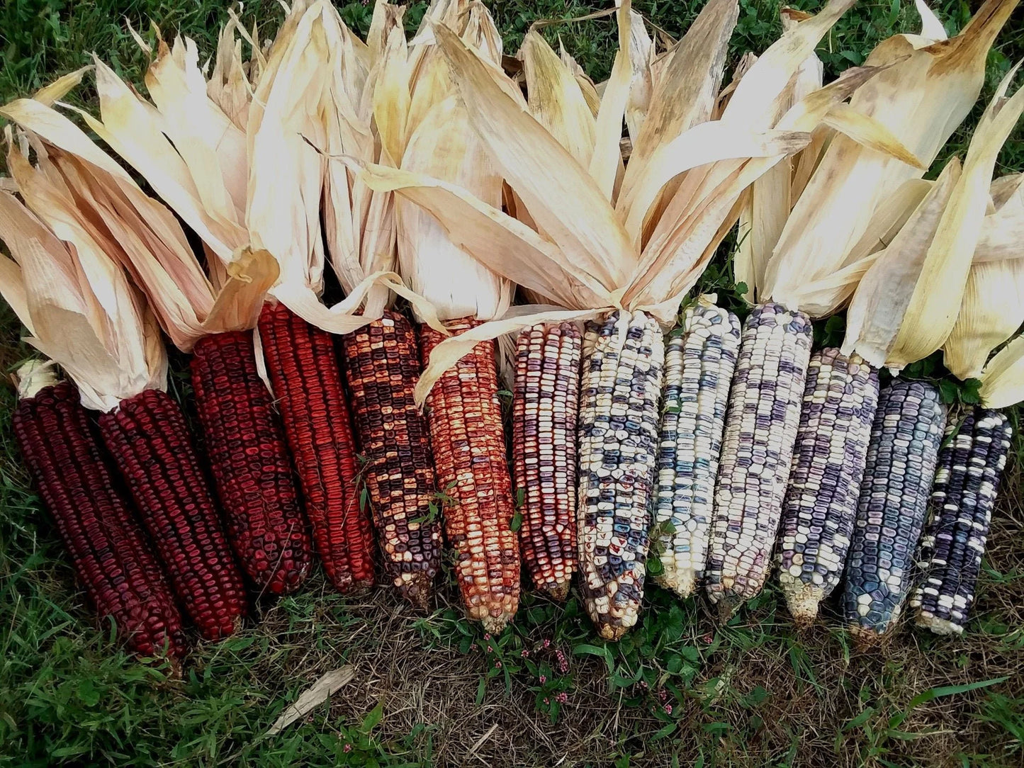 Kentucky Rainbow Corn, 25g (40-60 seeds)