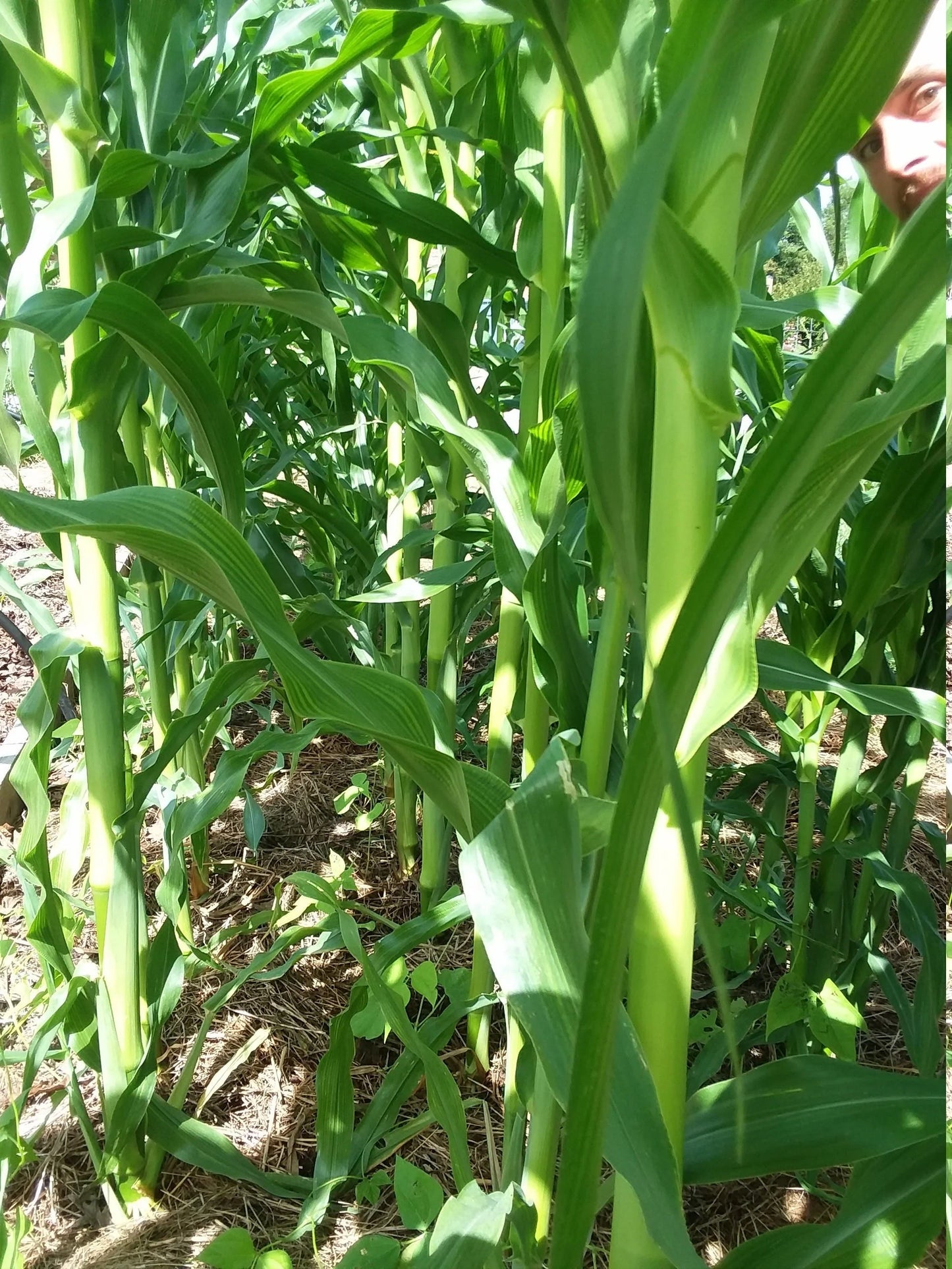 Kentucky Rainbow Corn, 25g (40-60 seeds)