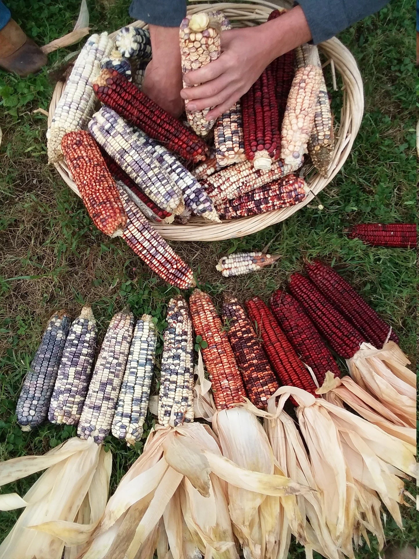 Kentucky Rainbow Corn, 25g (40-60 seeds)