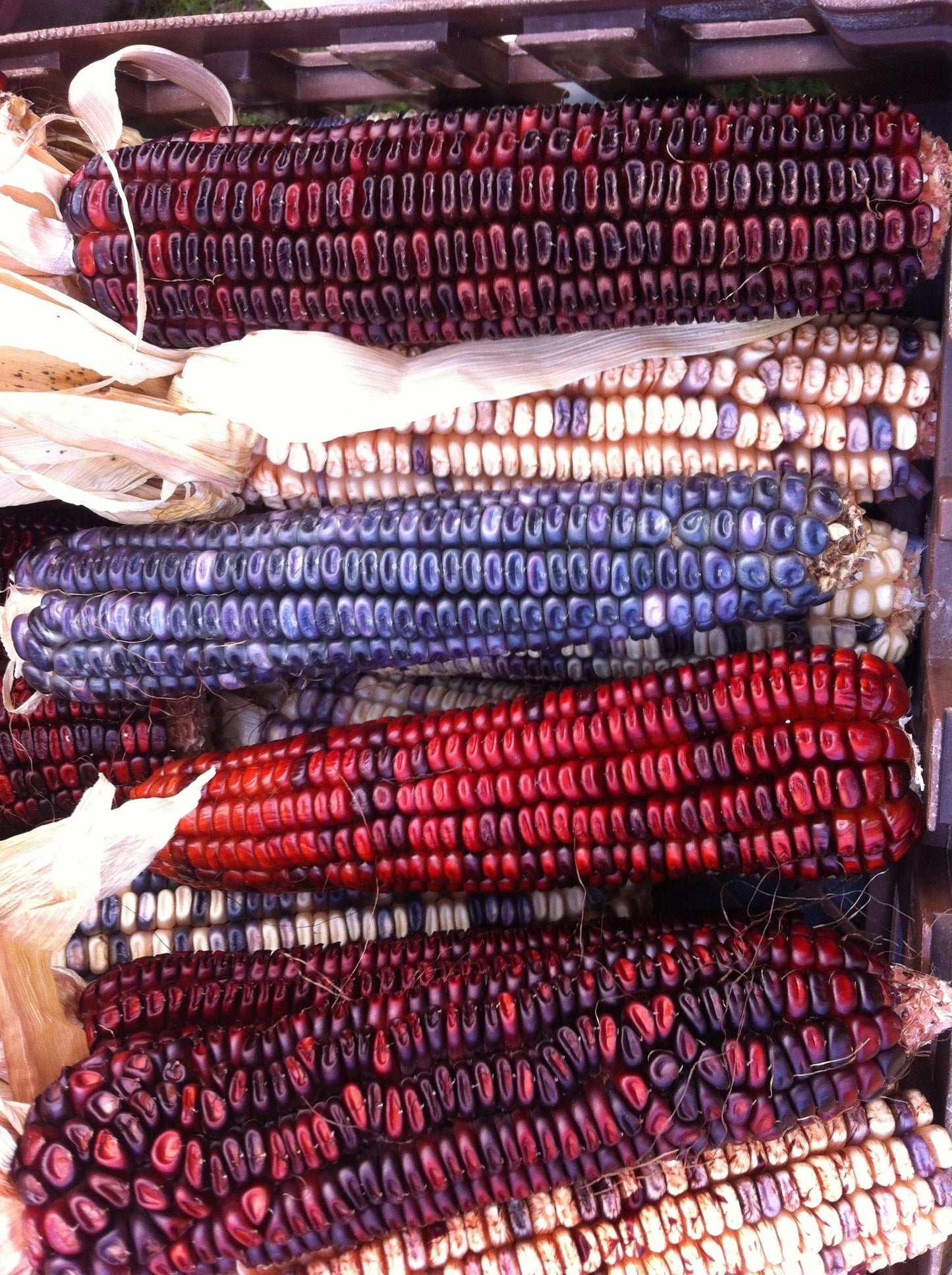 Kentucky Rainbow Corn, 25g (40-60 seeds)