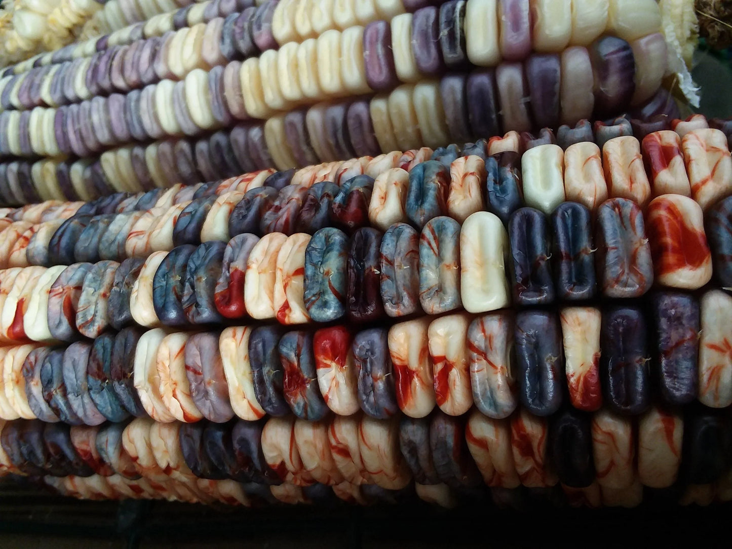 Kentucky Rainbow Corn, 25g (40-60 seeds)