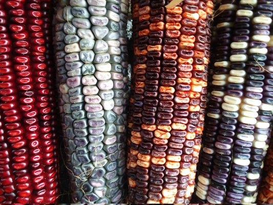 Kentucky Rainbow Corn, 25g (40-60 seeds)