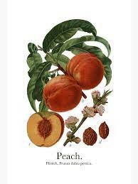 Redhaven peach
