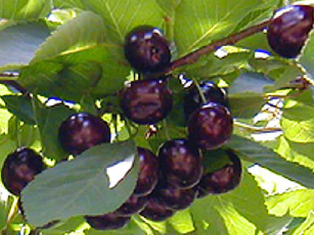 Jubileum tart cherry on Mahaleb