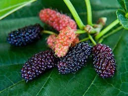 Red Mulberry