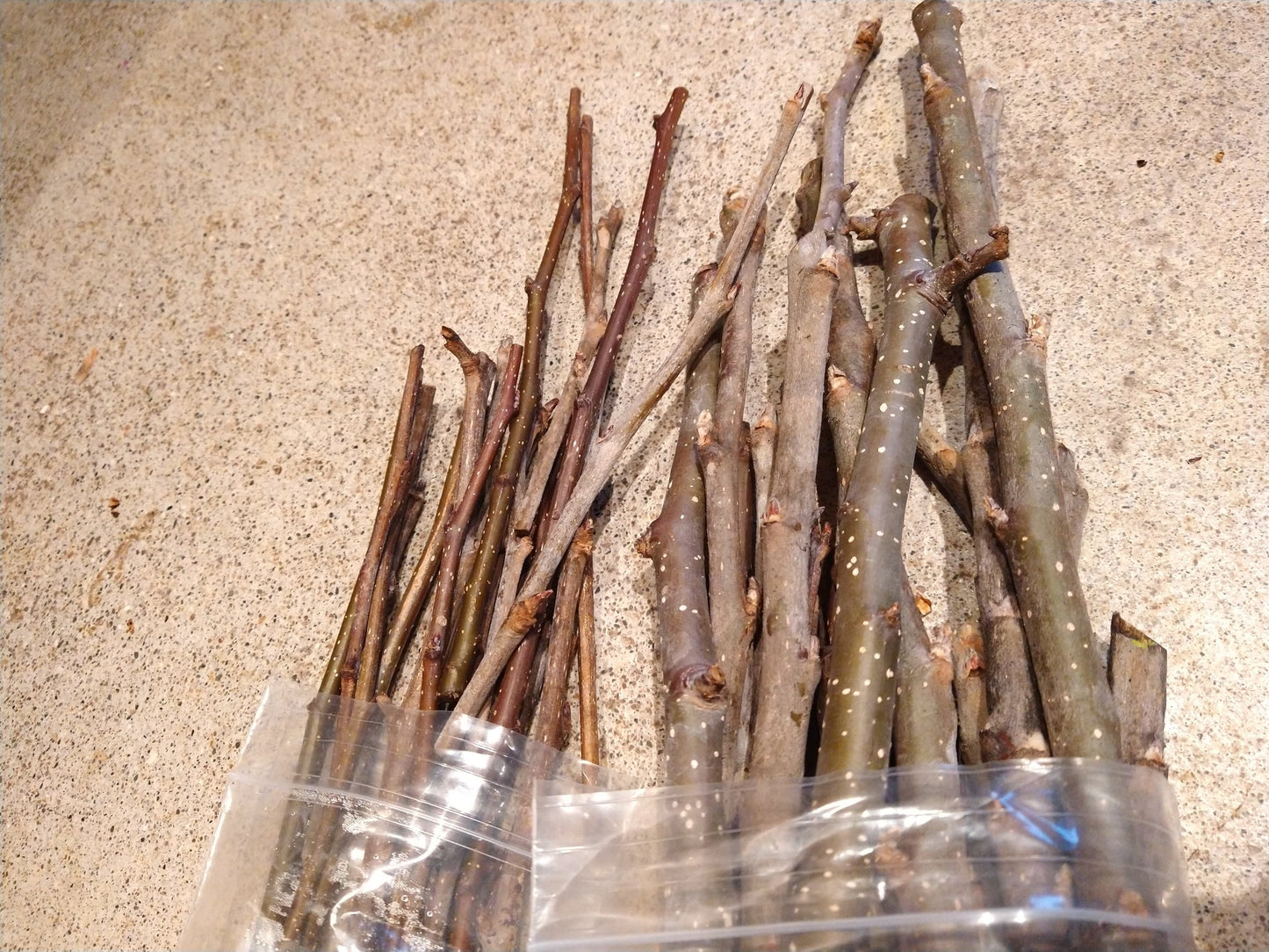 Kentucky Limbertwig apple