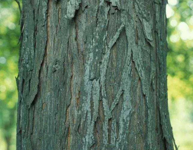 Shellbark Hickory