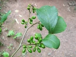 Spicebush