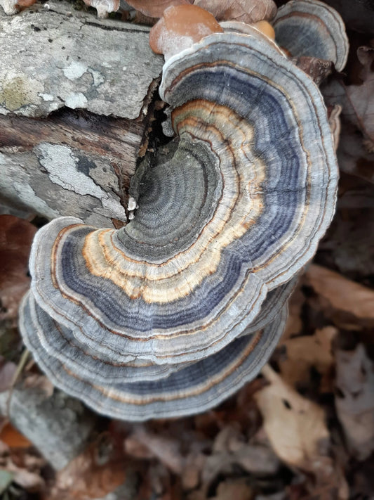 Turkey Tail (dried, 1oz)