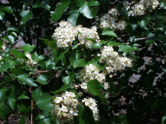 Washington Hawthorn