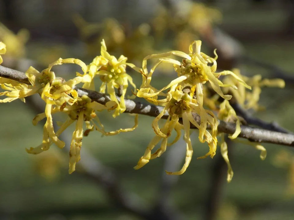 Witch Hazel